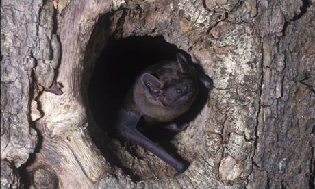 Country Diary : Noctule Bat (Nyctalus noctula) peering out of tree hole